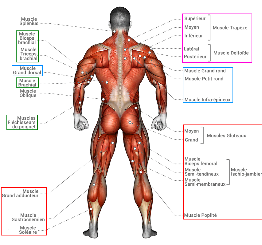 anatomie de dos