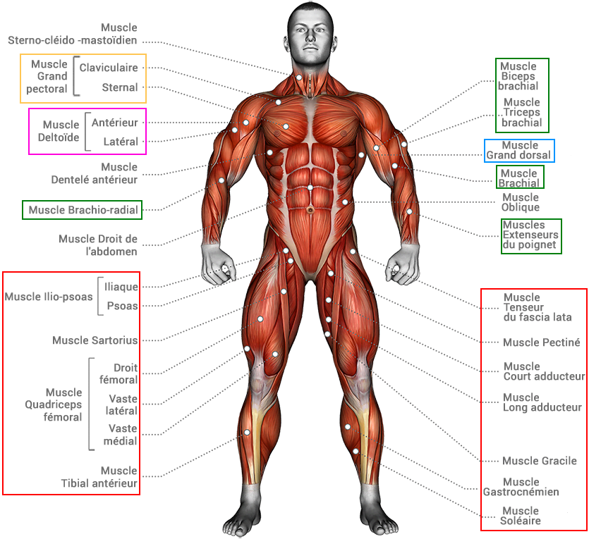 anatomie de face