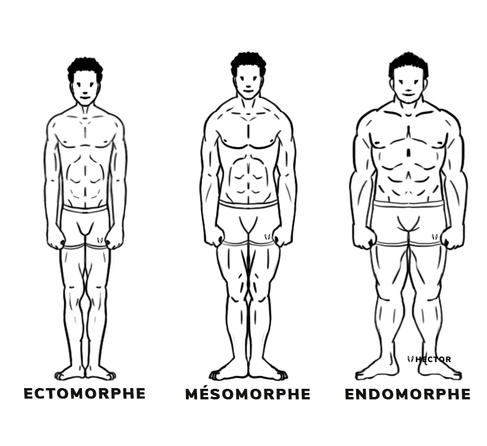 les 3 morphotypes